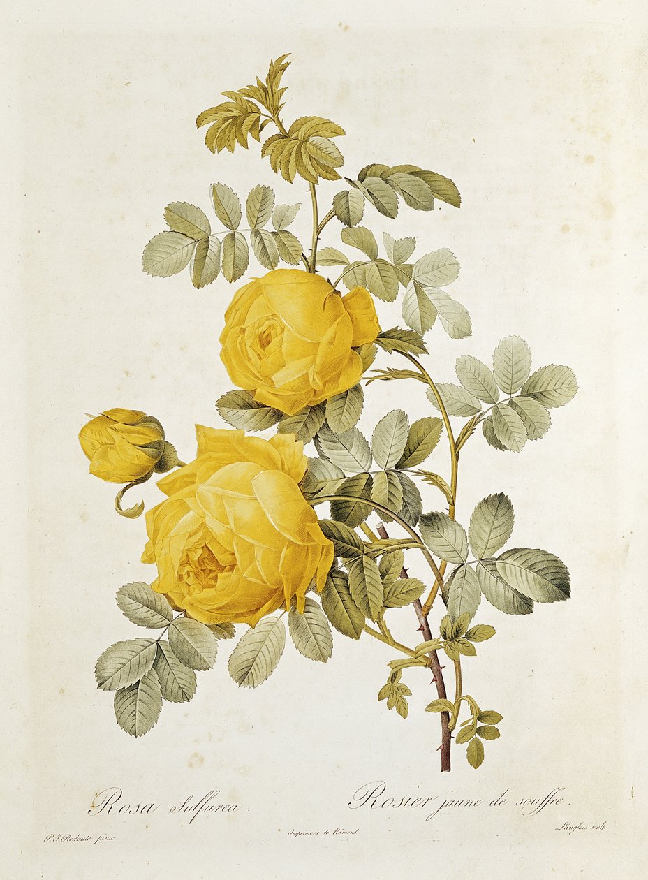 Rosa Sulfurea (Yellow Rose) from 