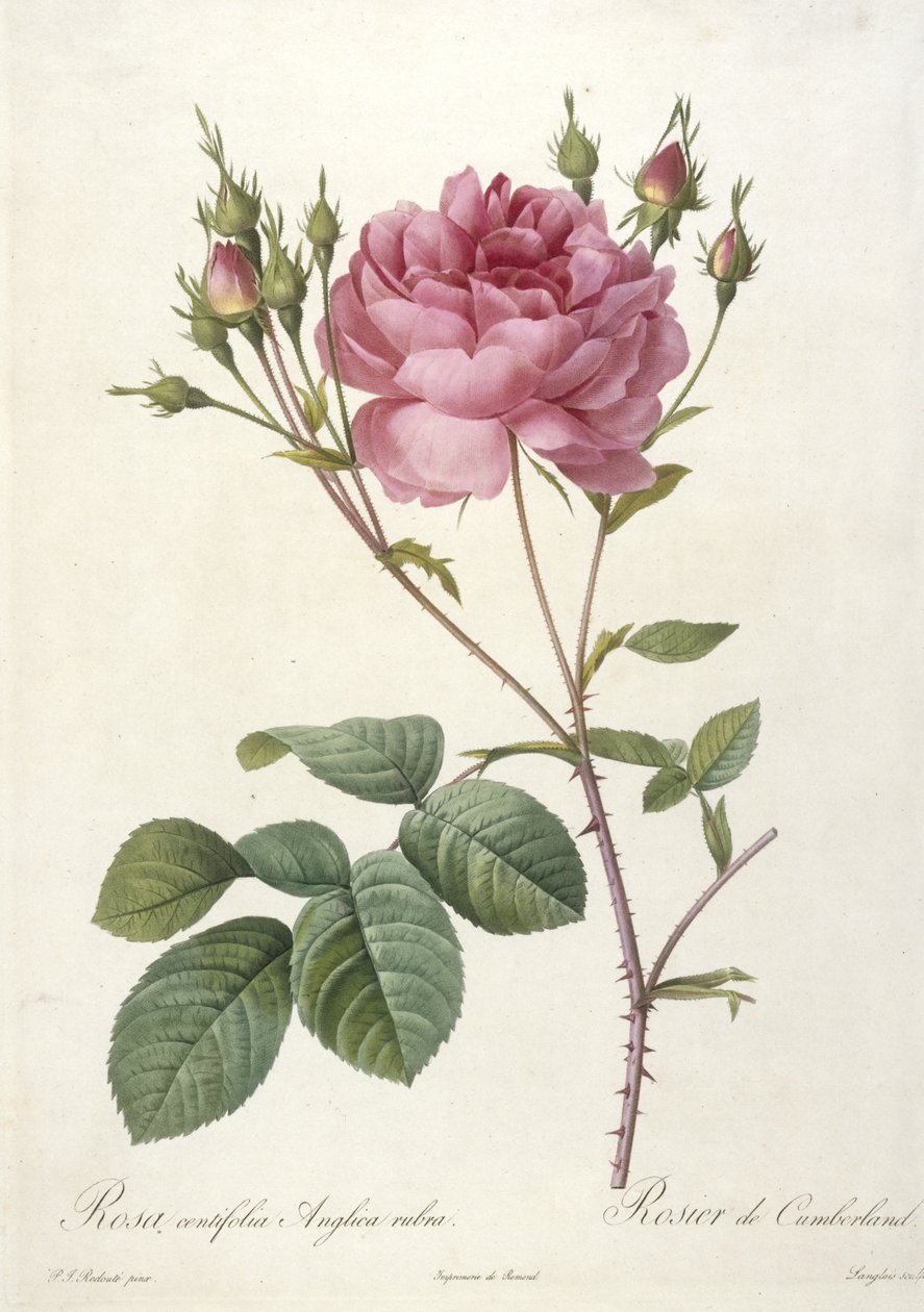 Rosa centifolia Anglica rubra, from Les Roses, 1817-24 by Pierre Joseph Redouté