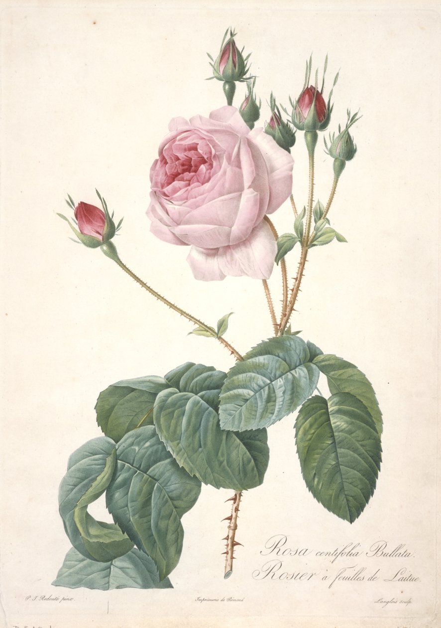 Rosa centifolia Bullata, from Les Roses, 1817-24 by Pierre Joseph Redouté