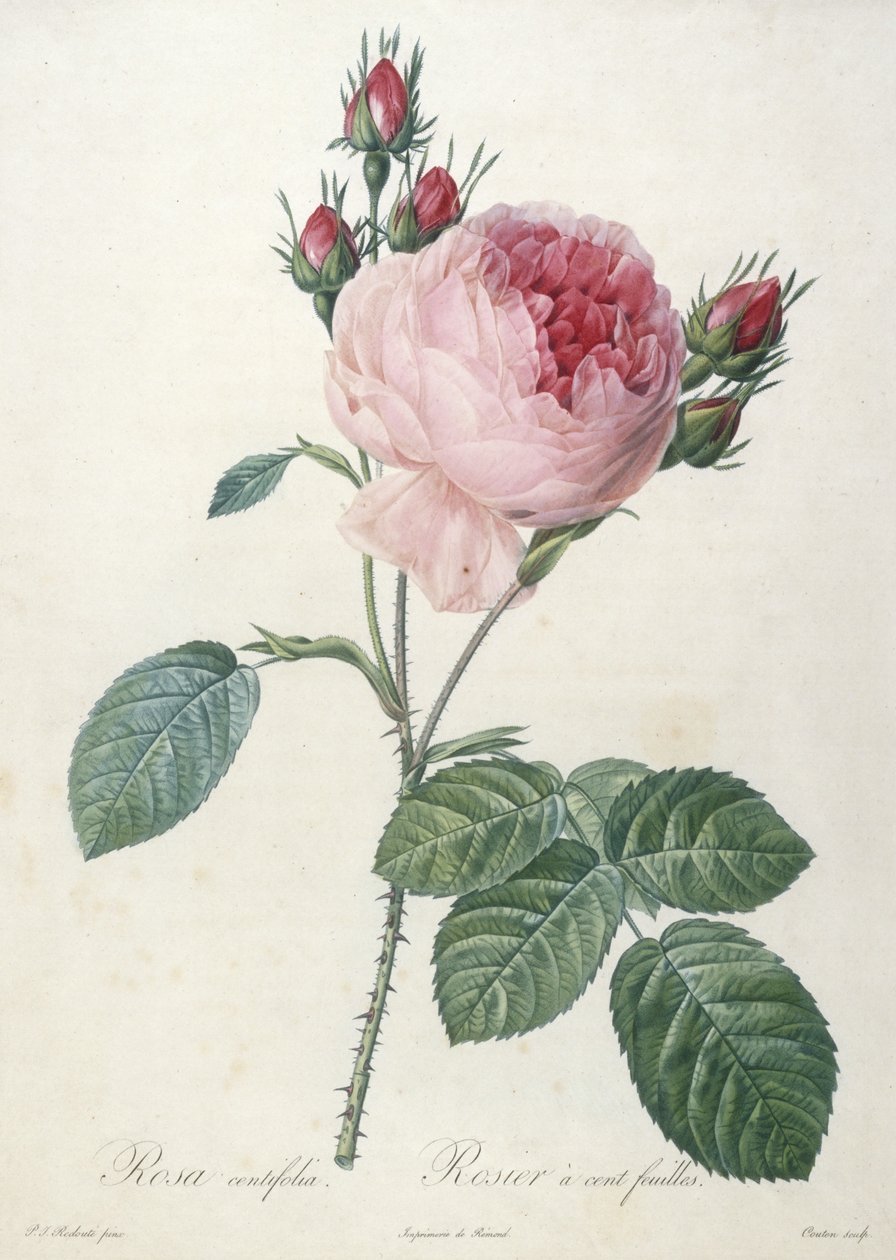 Rosa centrifolia, from Les Roses, 1817-24 by Pierre Joseph Redouté