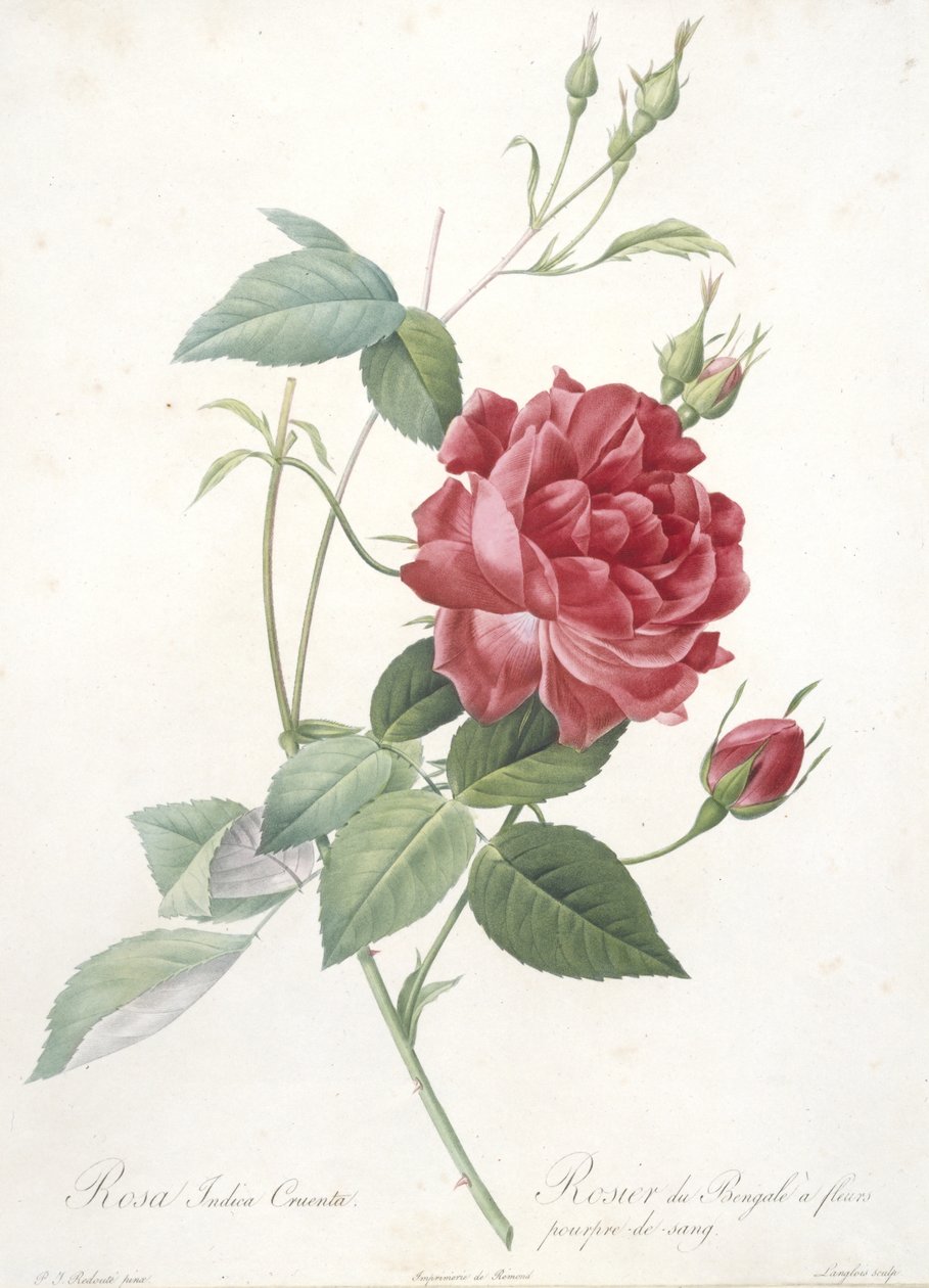 Rosa indica cruenta, from Les Roses, 1817-24 by Pierre Joseph Redouté