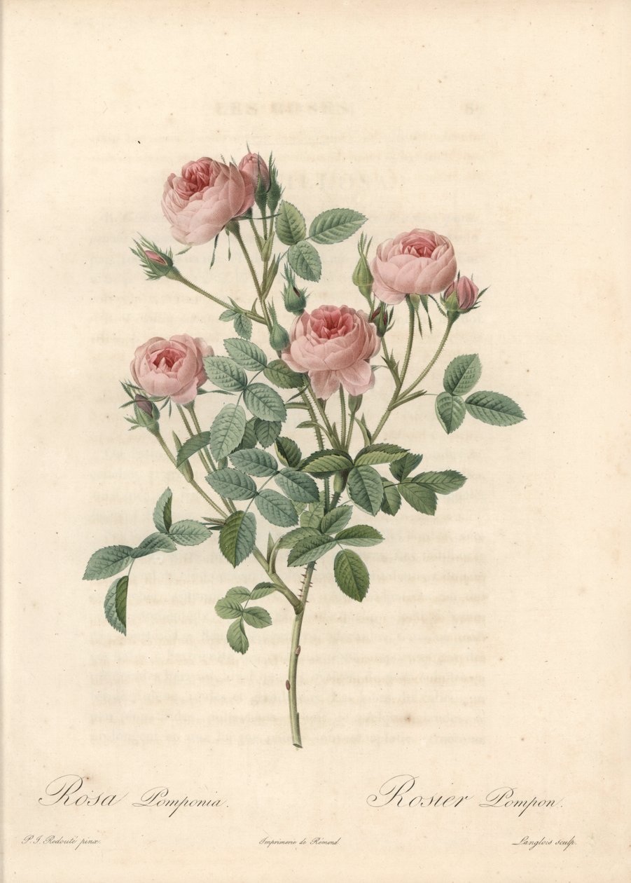 Rose de Meaux a fleurs roses - Etching by Langlois, from an illustration by Pierre Joseph Redoute (1759-1840), from Les Roses by Pierre Joseph Redouté