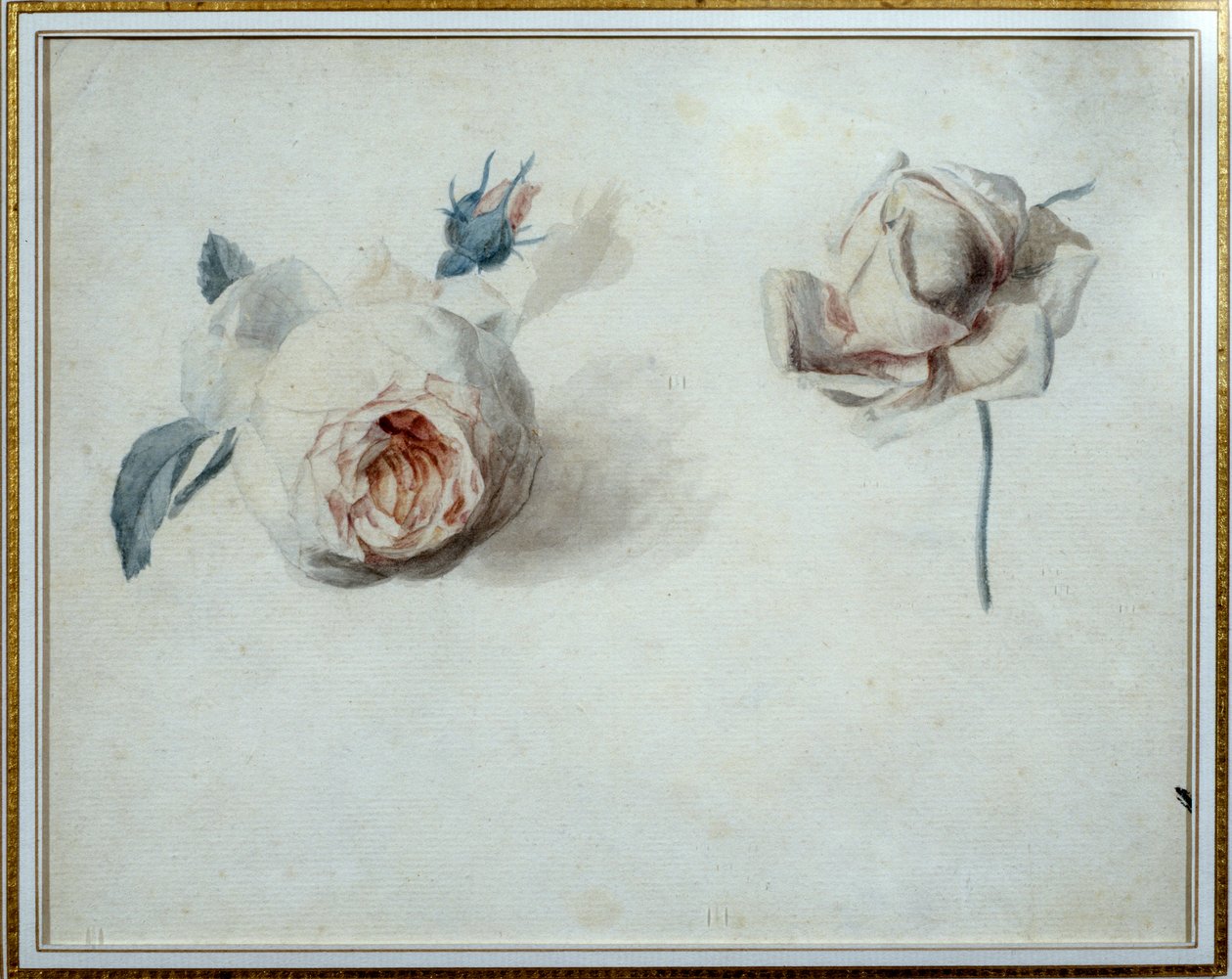 Rose Study by Pierre Joseph Redoute (1759-1840) 19th Century Malmaison, Chateau Museum by Pierre Joseph Redouté