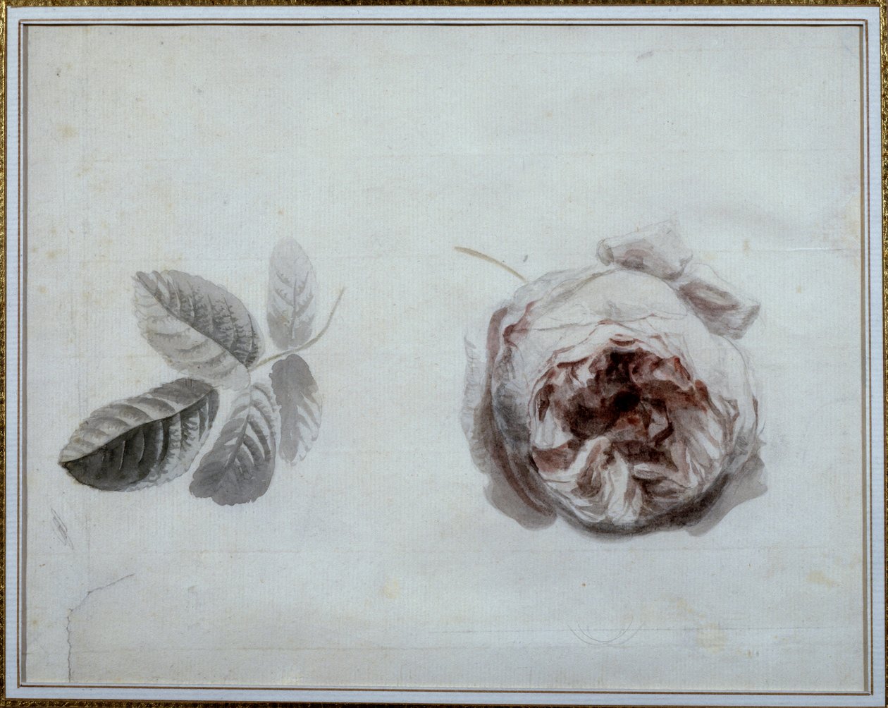 Rose Study by Pierre Joseph Redoute (1759-1840) 19th Century Malmaison, Chateau Museum by Pierre Joseph Redouté