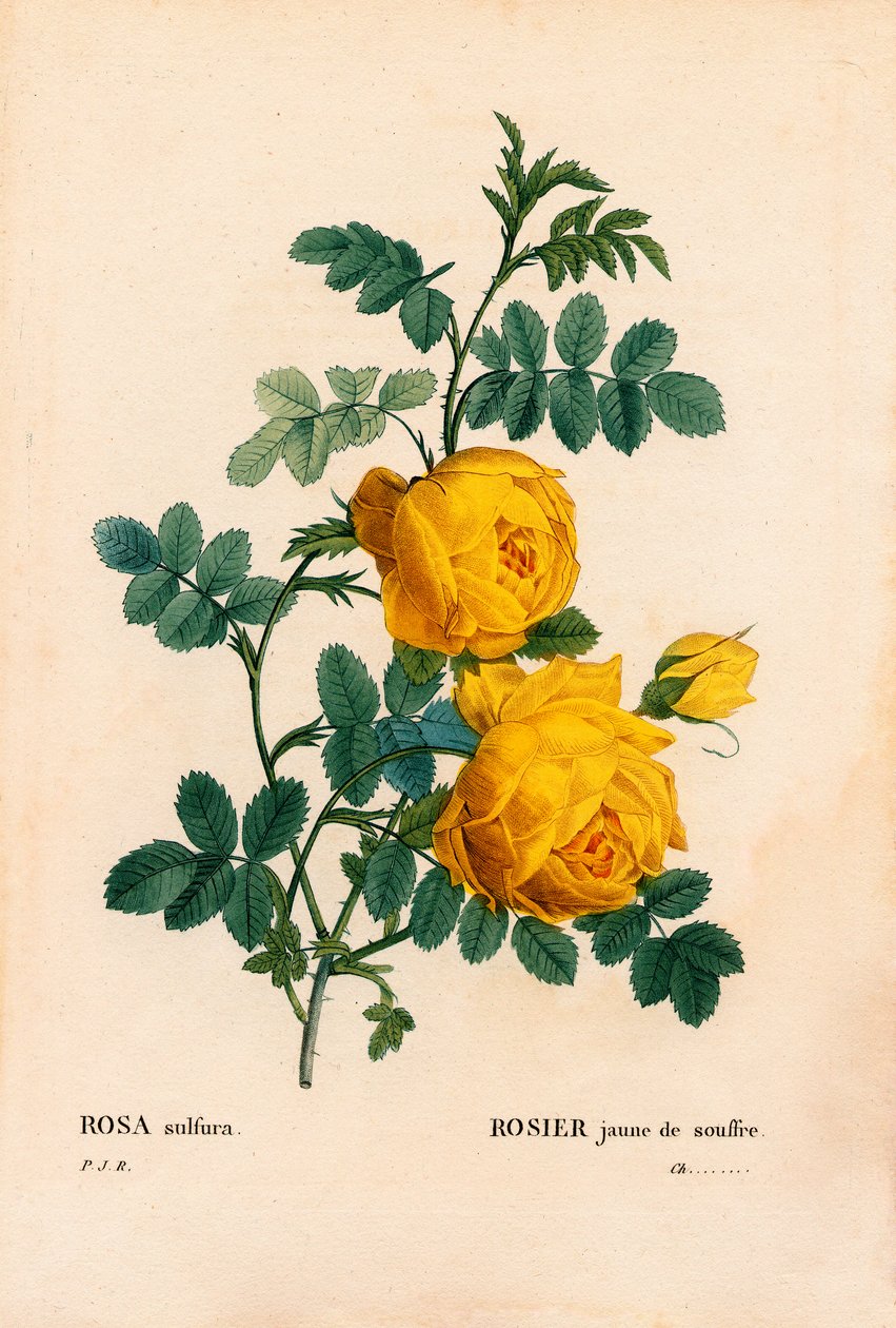 Rose sulfur, Rosa hemisphaerica, Yellow rose sulfur. Handcoloured stipple copperplate engraving from Pierre Joseph Redoute