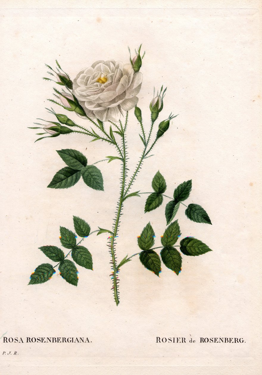 Rosenberg