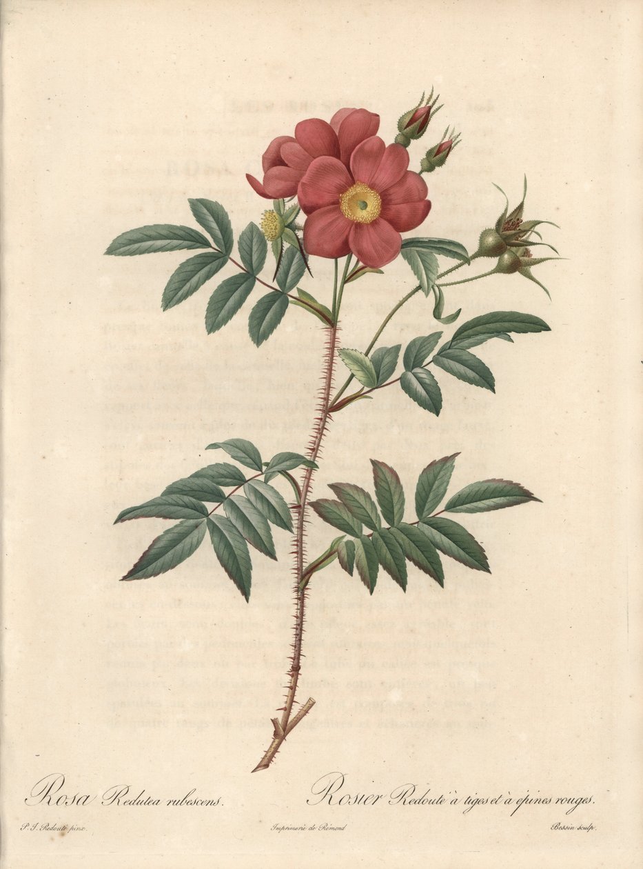 Rosier Brillant - Engraving by Bessin, Based on an Illustration by Pierre Joseph Redoute, from Les Roses by Pierre Joseph Redouté