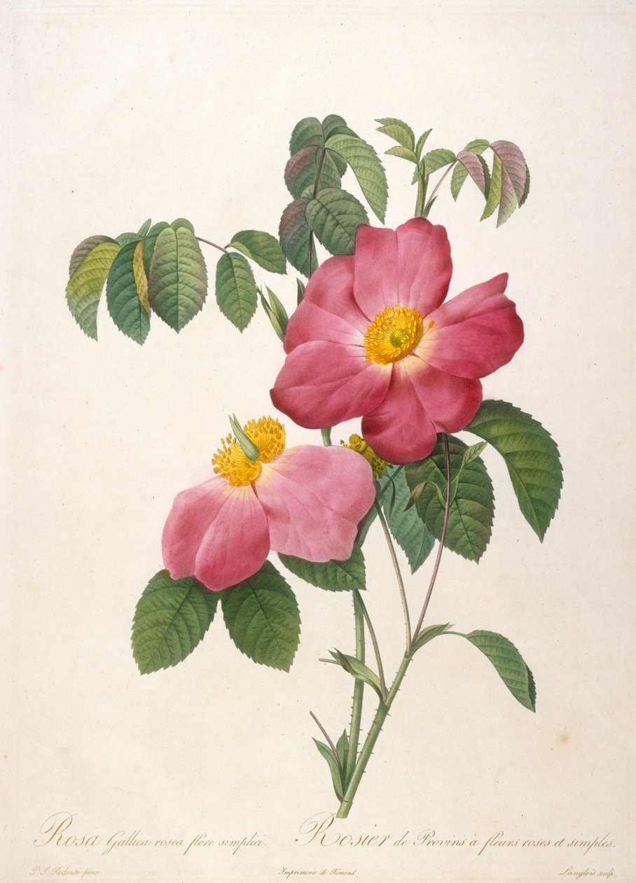 Provins Rose from La Couronne de roses by Pierre Joseph Redouté