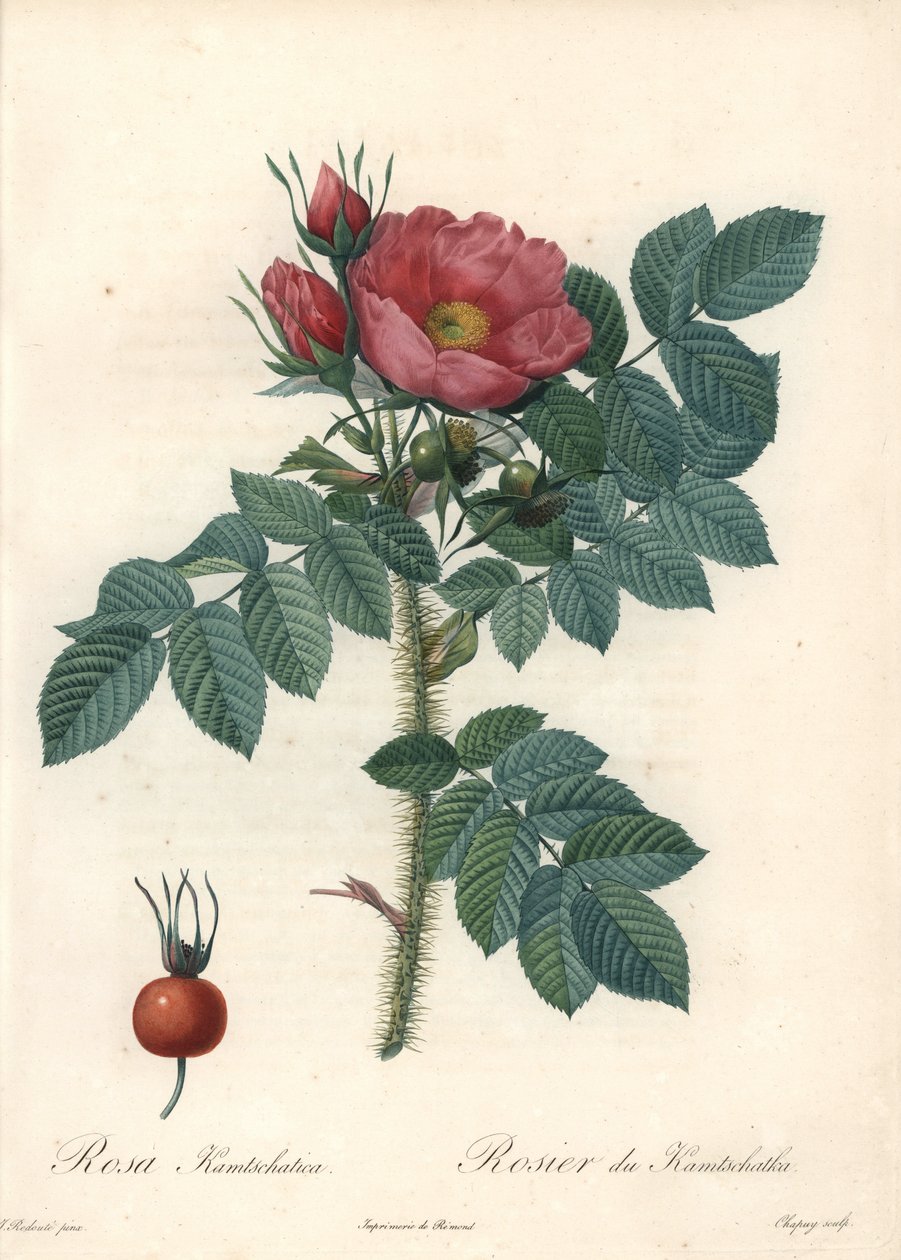 Rough Rose or Kamchatka Rose - Engraving by Chapuy, from an Illustration by Pierre Joseph Redoute, from Les Roses by Pierre Joseph Redouté