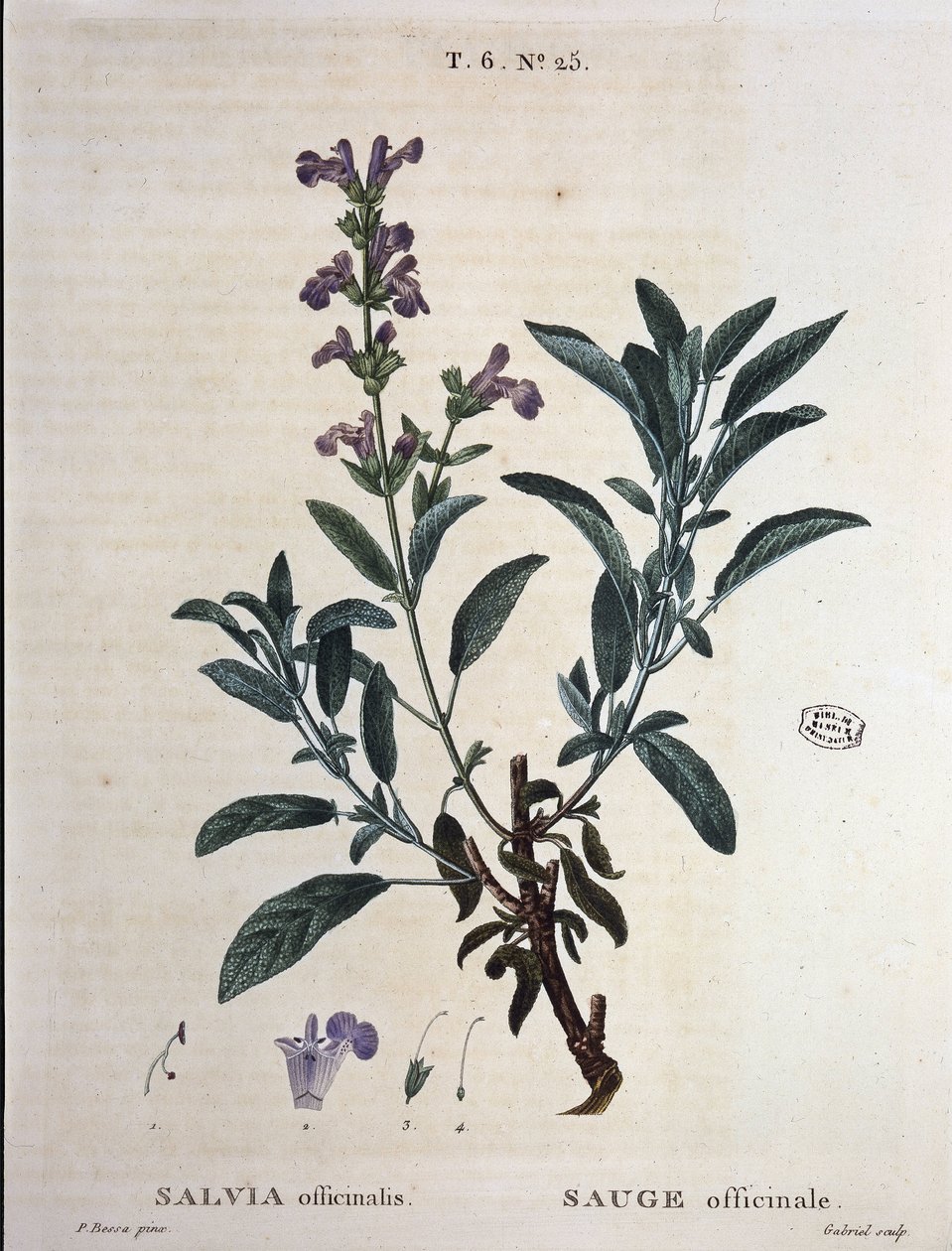 Sage officinale - in "Nouveau Duhamel ou traité des arbres et shrustes que le crove en France", drawings by P.J. Redouté and P. Bessa, Paris by Pierre Joseph Redouté
