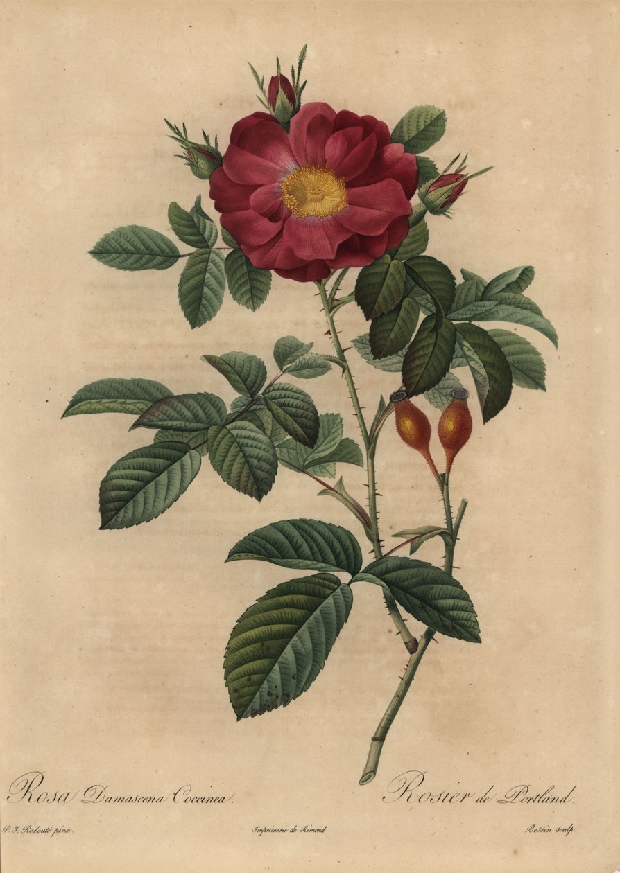 Scarlet damask rose, Rosa damascena by Pierre Joseph Redouté