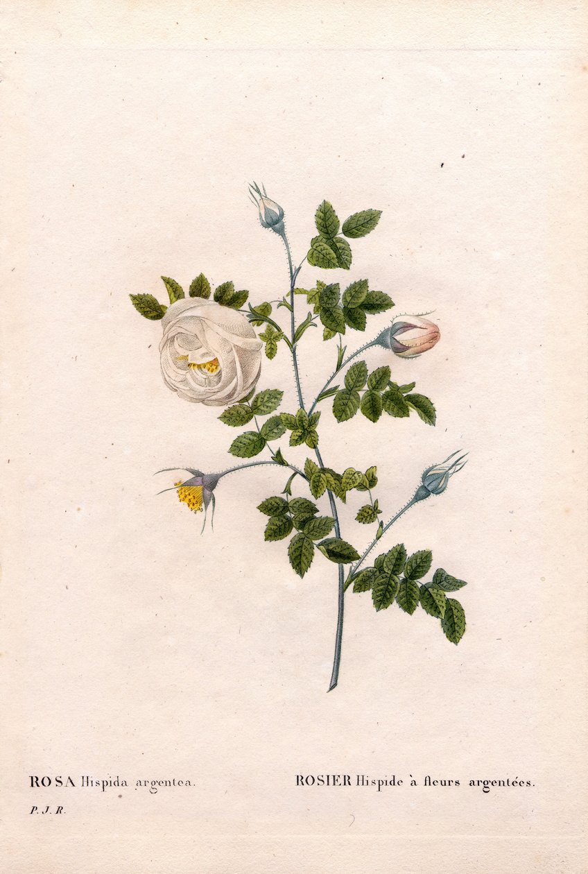 Silver-Flowered Rose by Pierre Joseph Redouté