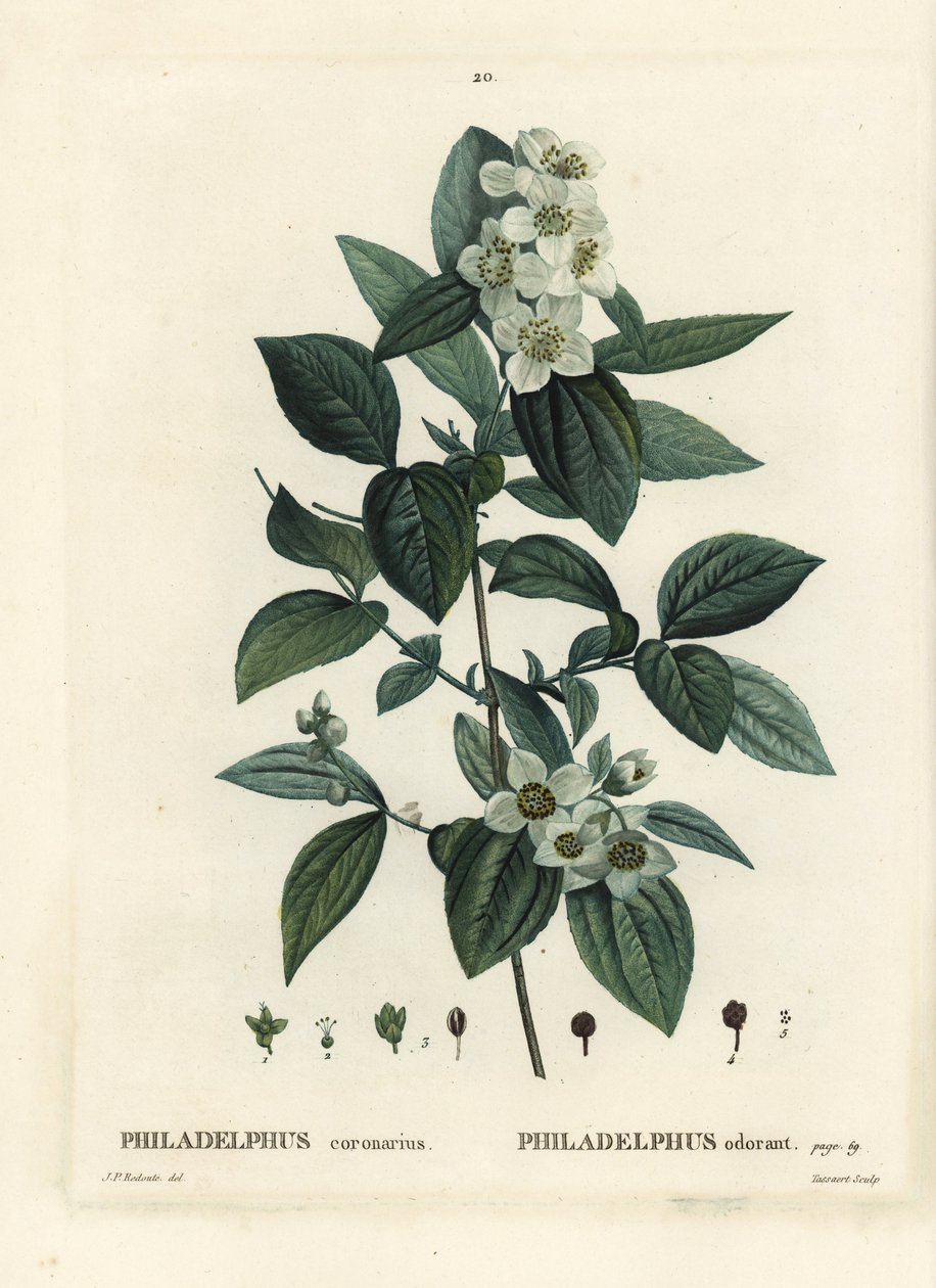 Sweet mock-orange, English dogwood, Philadelphus coronarius. Handcoloured stipple engraving by Tassaert after an illustration by Pierre-Joseph Redoute from Henri Louis Duhamel du Monceau
