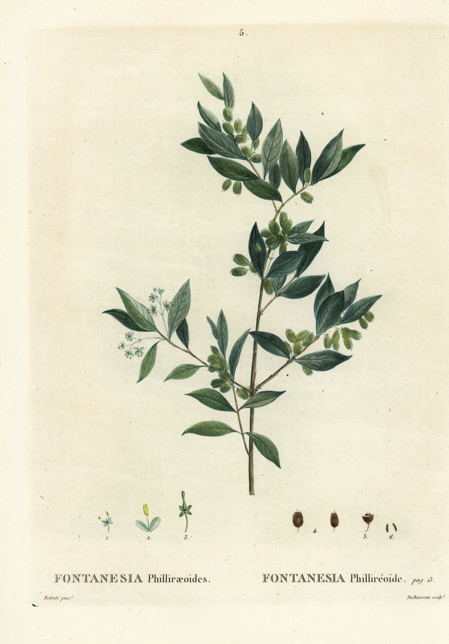 Syrian privet, Fontanesia phillyreoides. Handcoloured stipple engraving from Henri Louis Duhamel du Moncel