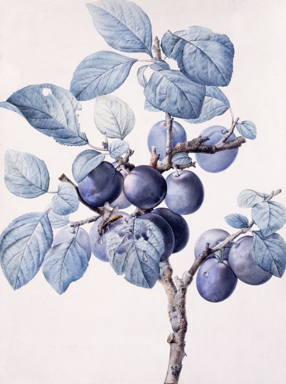 The Branch of a Plum-Tree Bearing Fruit with a Wasp Drinking Water on a Leaf by Pierre Joseph Redouté