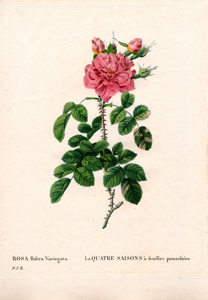 Variegated Four Seasons pink, Rosa damascena var. bifera. Handcoloured stipple copperplate engraving from Pierre Joseph Redoute
