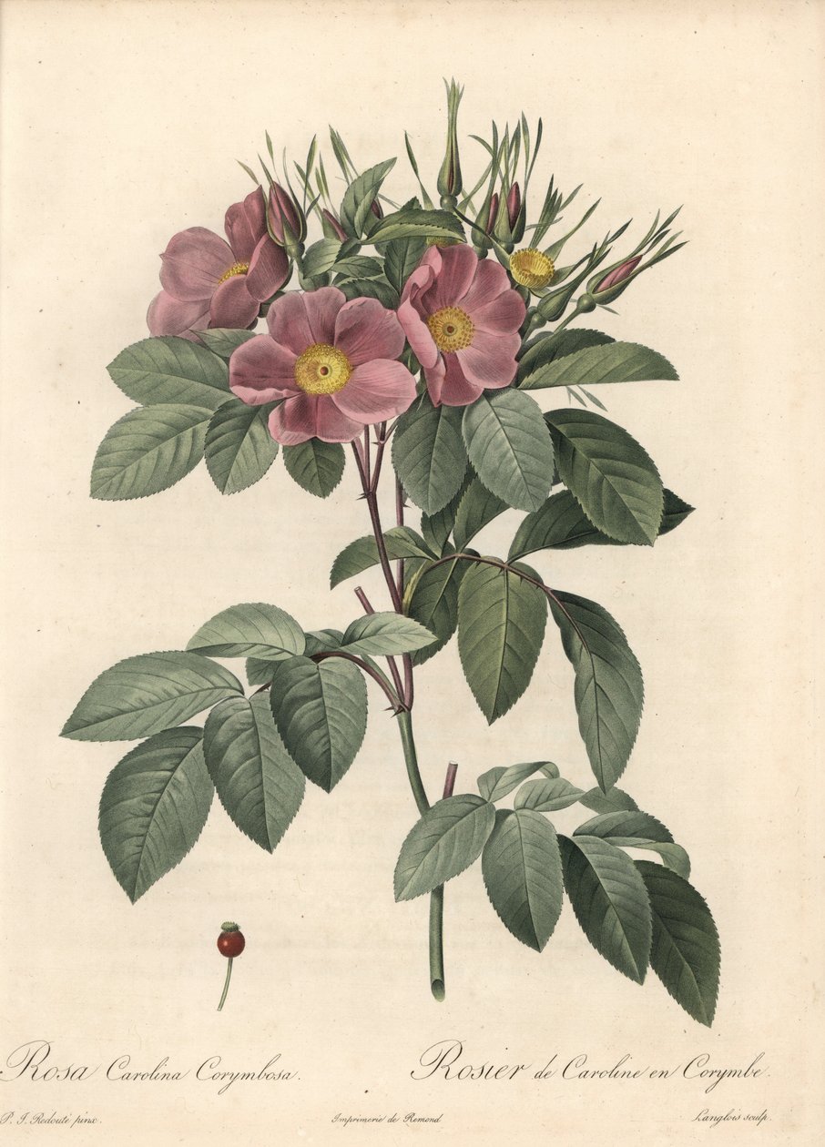 Virginia Rose, Dark Flowers - Illustration by Pierre Joseph Redoute, from Les Roses by Pierre Joseph Redouté