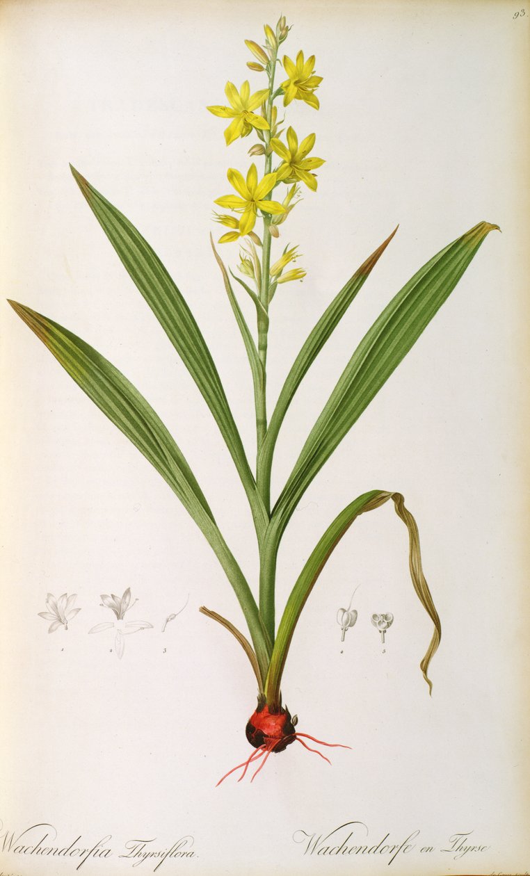 Wachendorfia Thyrsiflora, from 