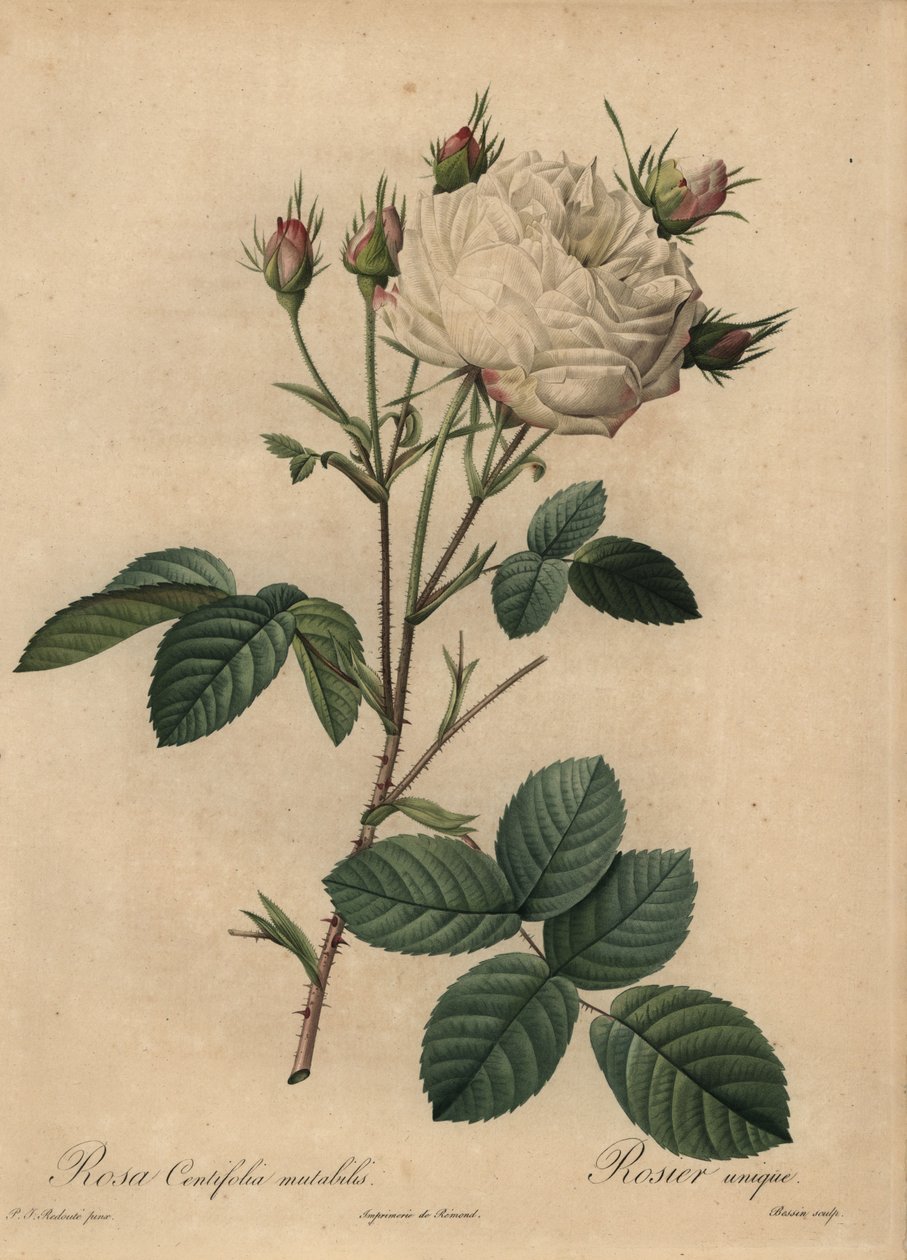 White and Pink Cabbage Rose, Rosa Centifolia by Pierre Joseph Redouté