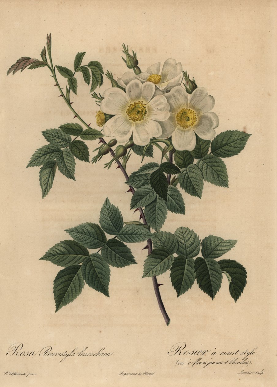 White Dog Rose by Pierre Joseph Redouté