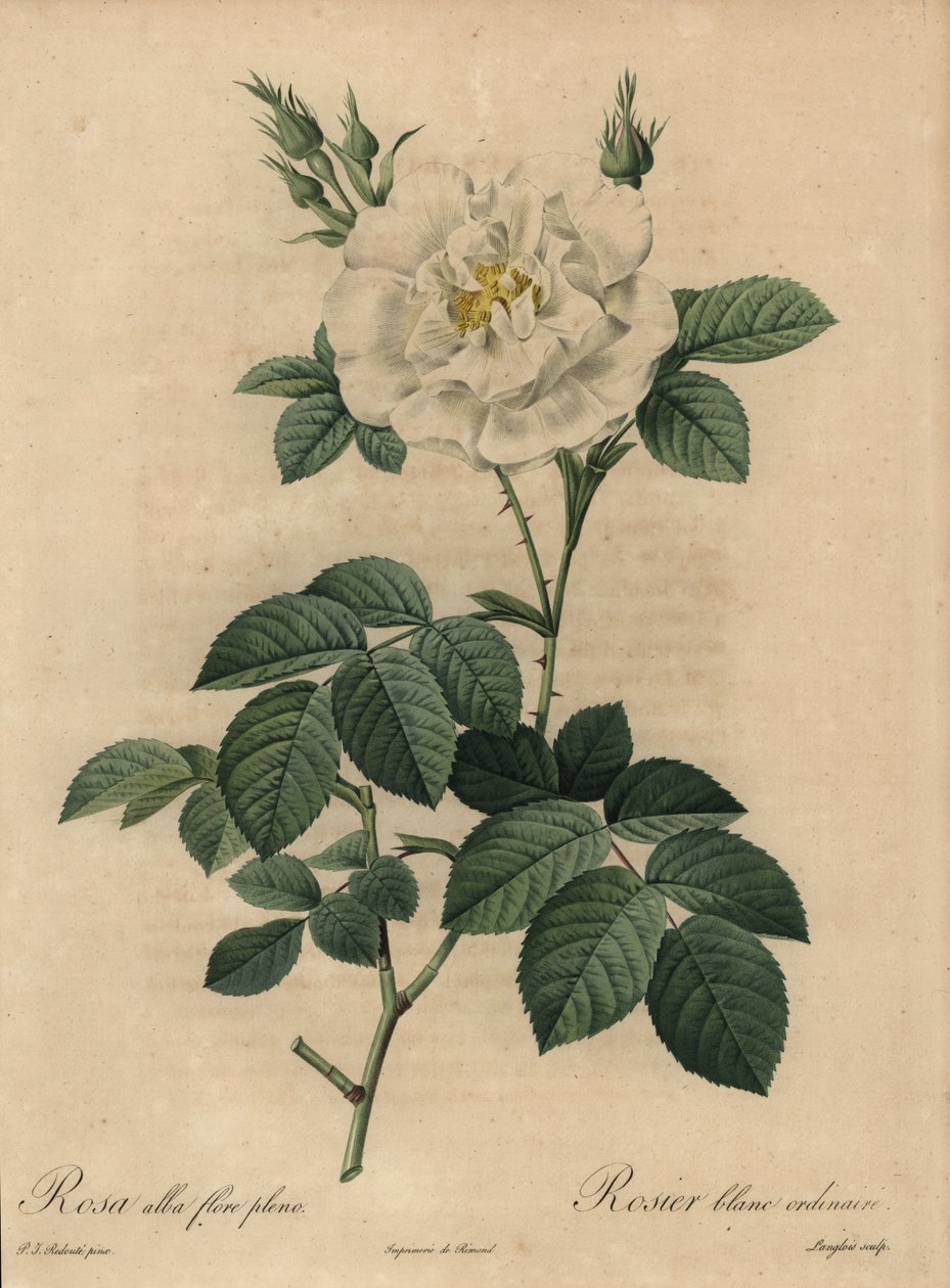 White rose, Rosa alba flore pleno by Pierre Joseph Redouté