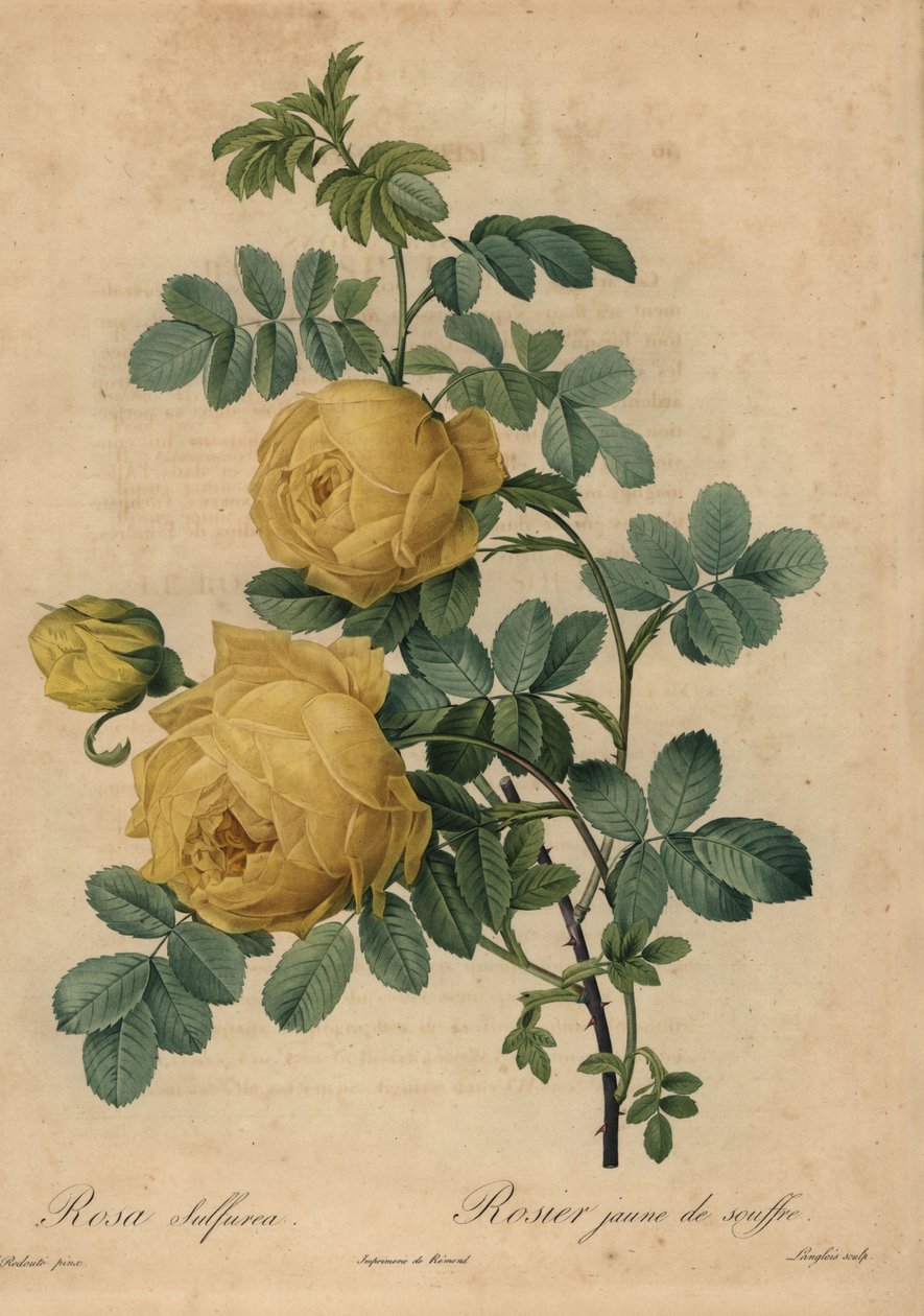 Yellow sulphur rose, Rosa hemisphaerica by Pierre Joseph Redouté