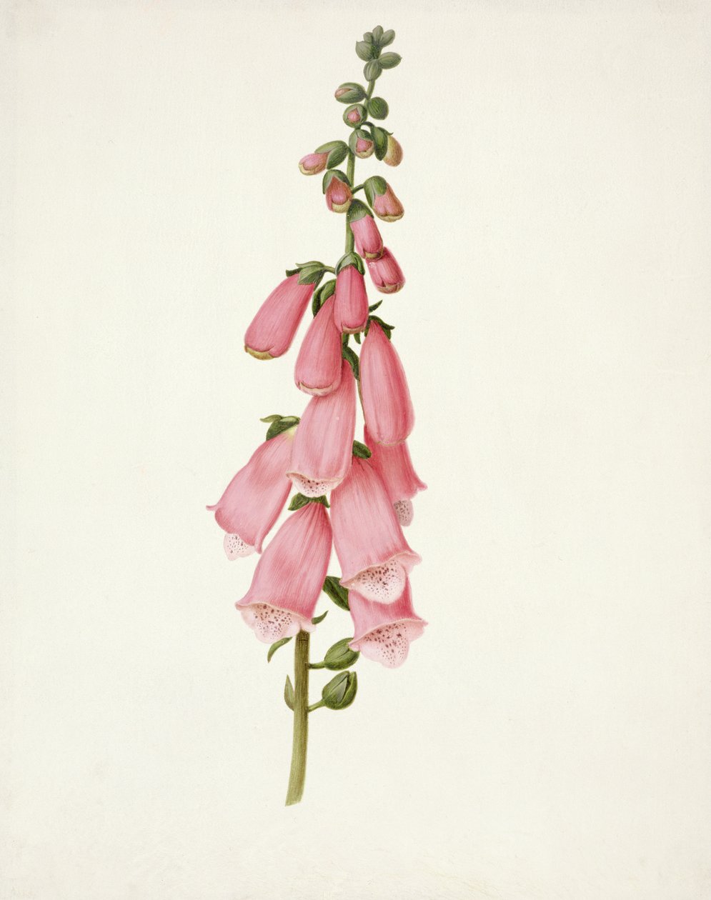 Foxglove (Digitalis purpura) by Pieter Withoos