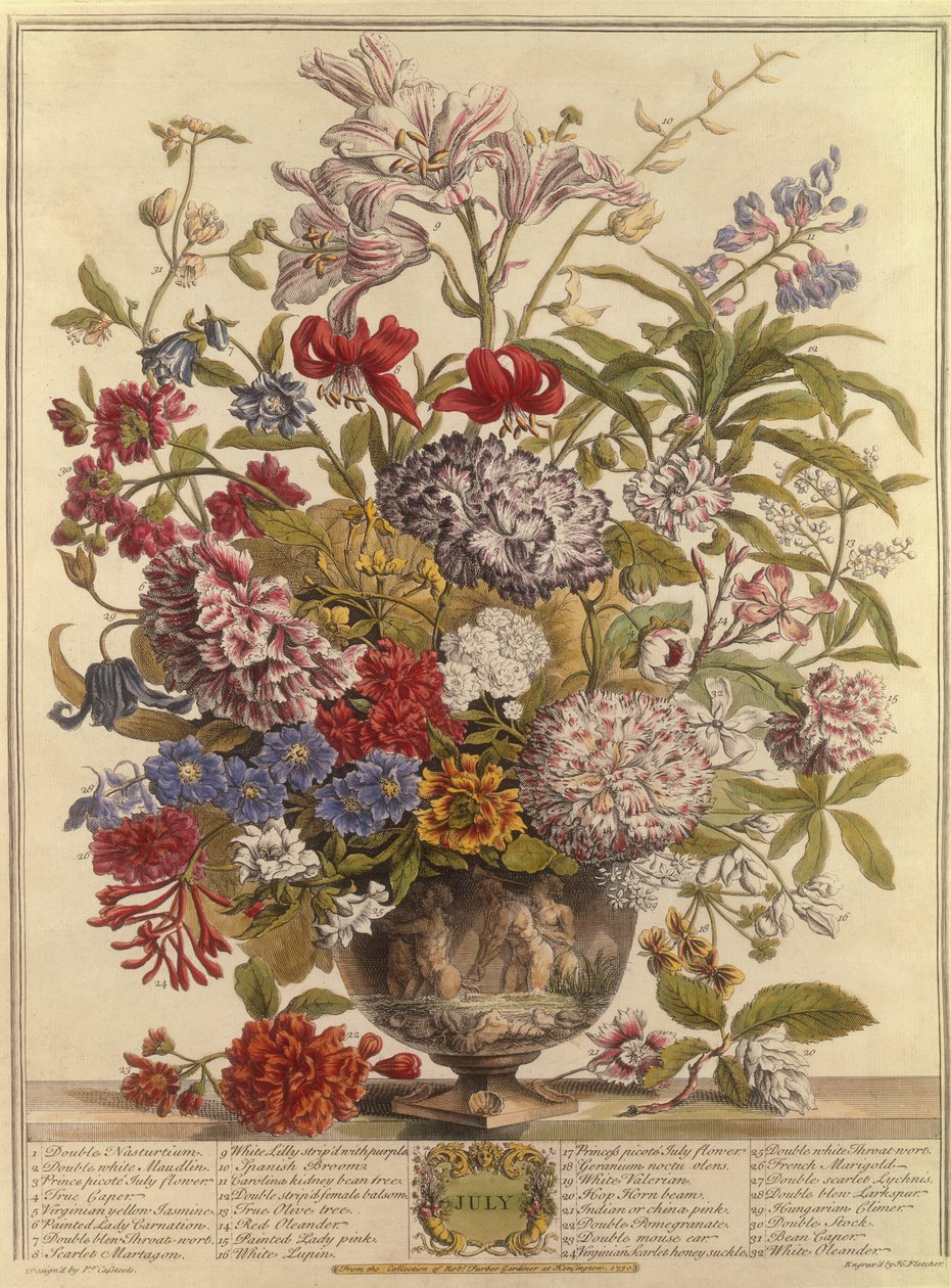July, from Twelve Months of Flowers by Robert Furber, engraved by Henry Fletcher by Pieter after Casteels