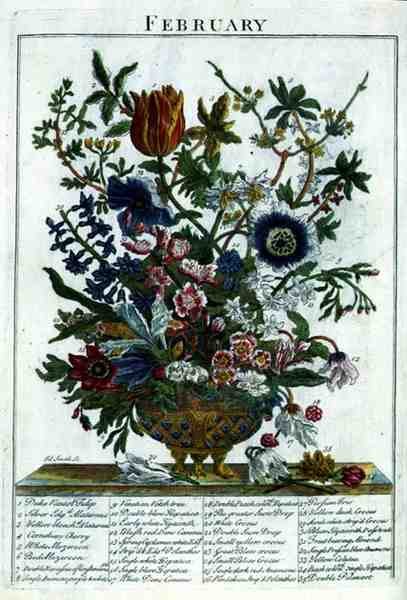 February, from The Flower Garden Displayed by Robert Furber, engraved by James Smith, pub. 1732 by Pieter (after) Casteels