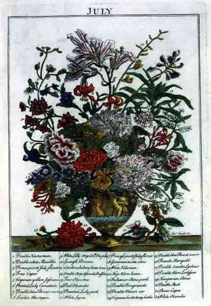 July, from The Flower Garden Displayed by Robert Furber, engraved by James Smith, pub. 1732 by Pieter (after) Casteels