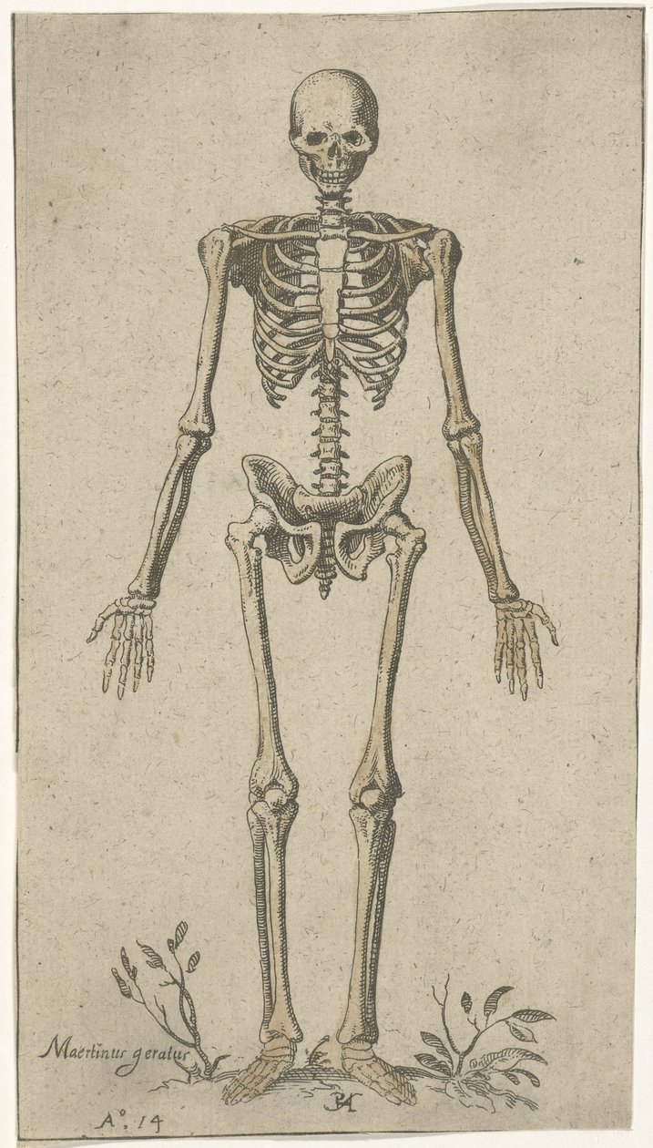Male Skeleton, Front View by Pieter Feddes van Harlingen