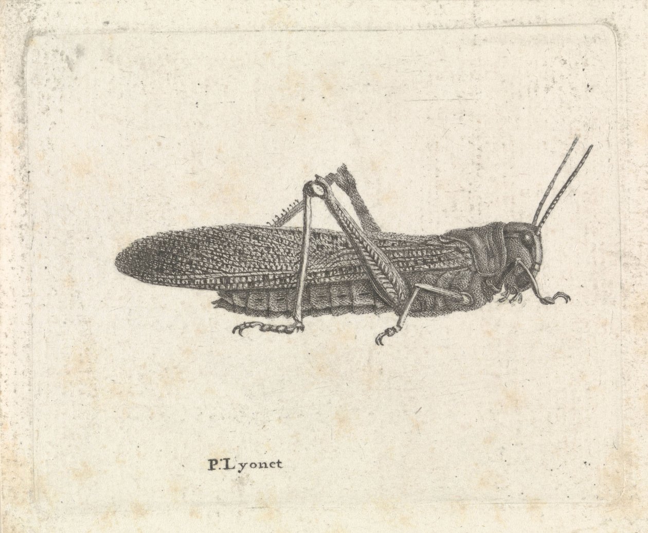 Grasshopper by Pieter Lyonet