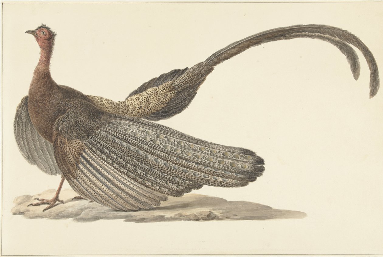 Argus Pheasant by Pieter Pietersz. Barbiers