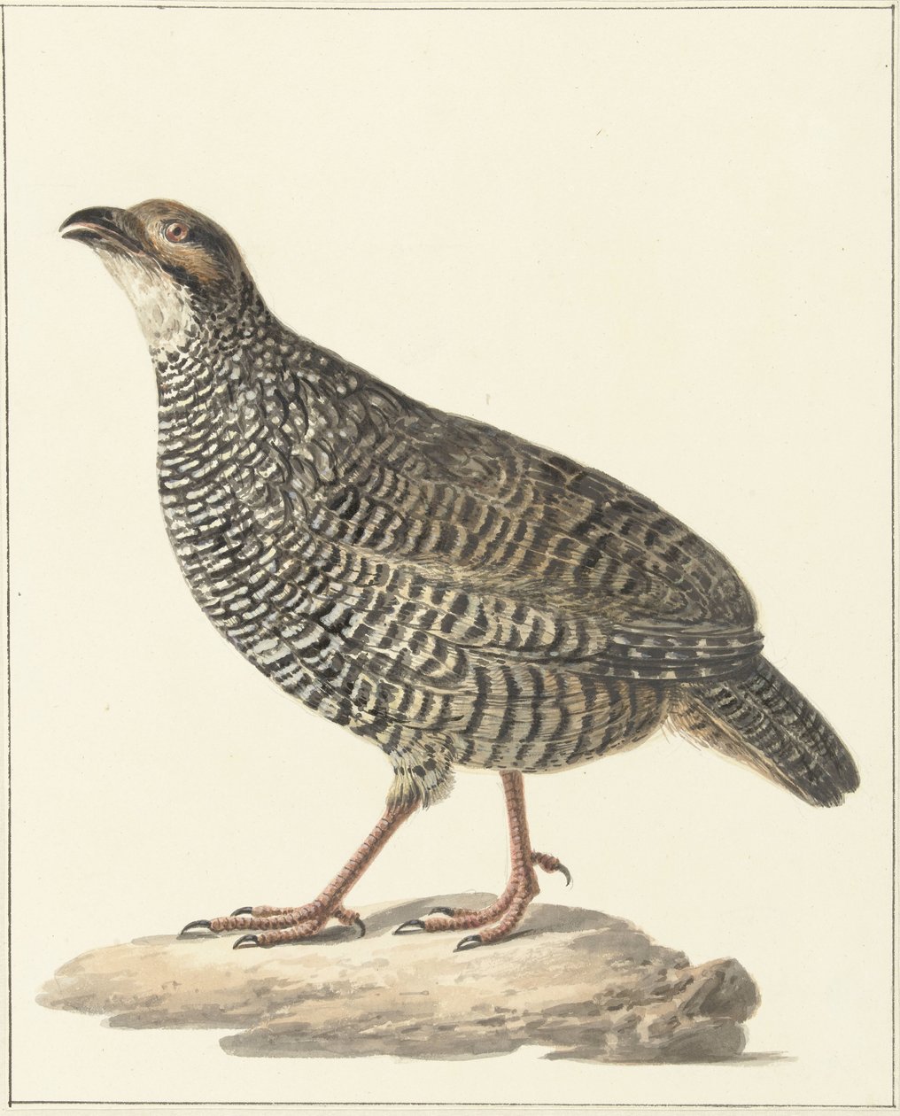 Chinese Francolin (Excalfactoria chinensis) by Pieter Pietersz. Barbiers