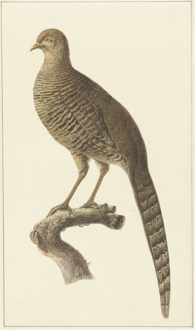 Golden Pheasant, hen by Pieter Pietersz. Barbiers