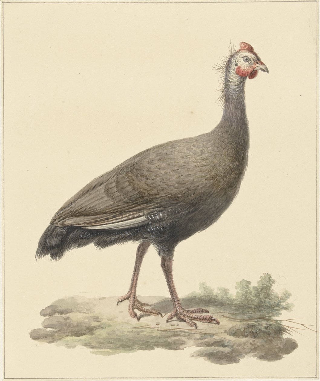 Helmeted Guineafowl by Pieter Pietersz. Barbiers