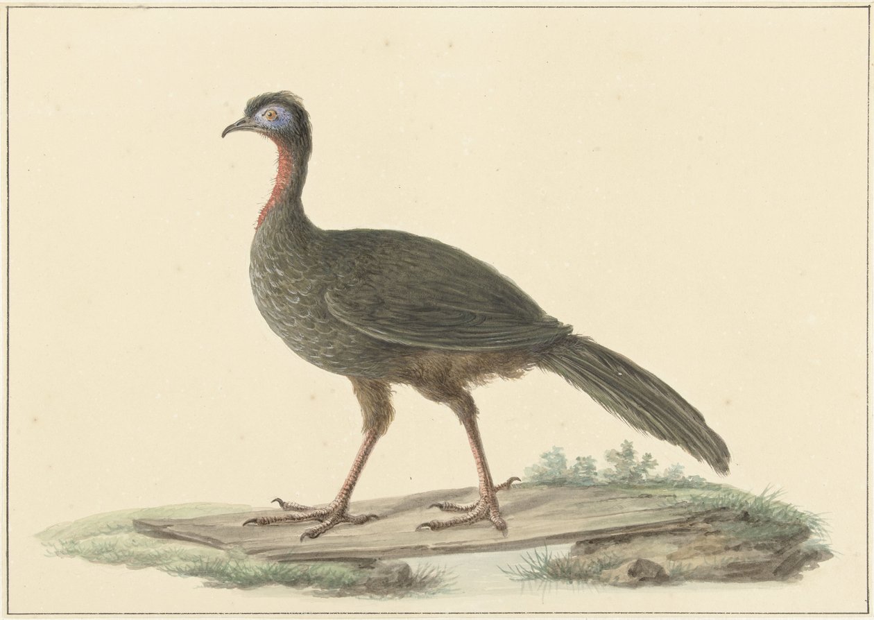 Marail Guan (Penelope marail) by Pieter Pietersz. Barbiers