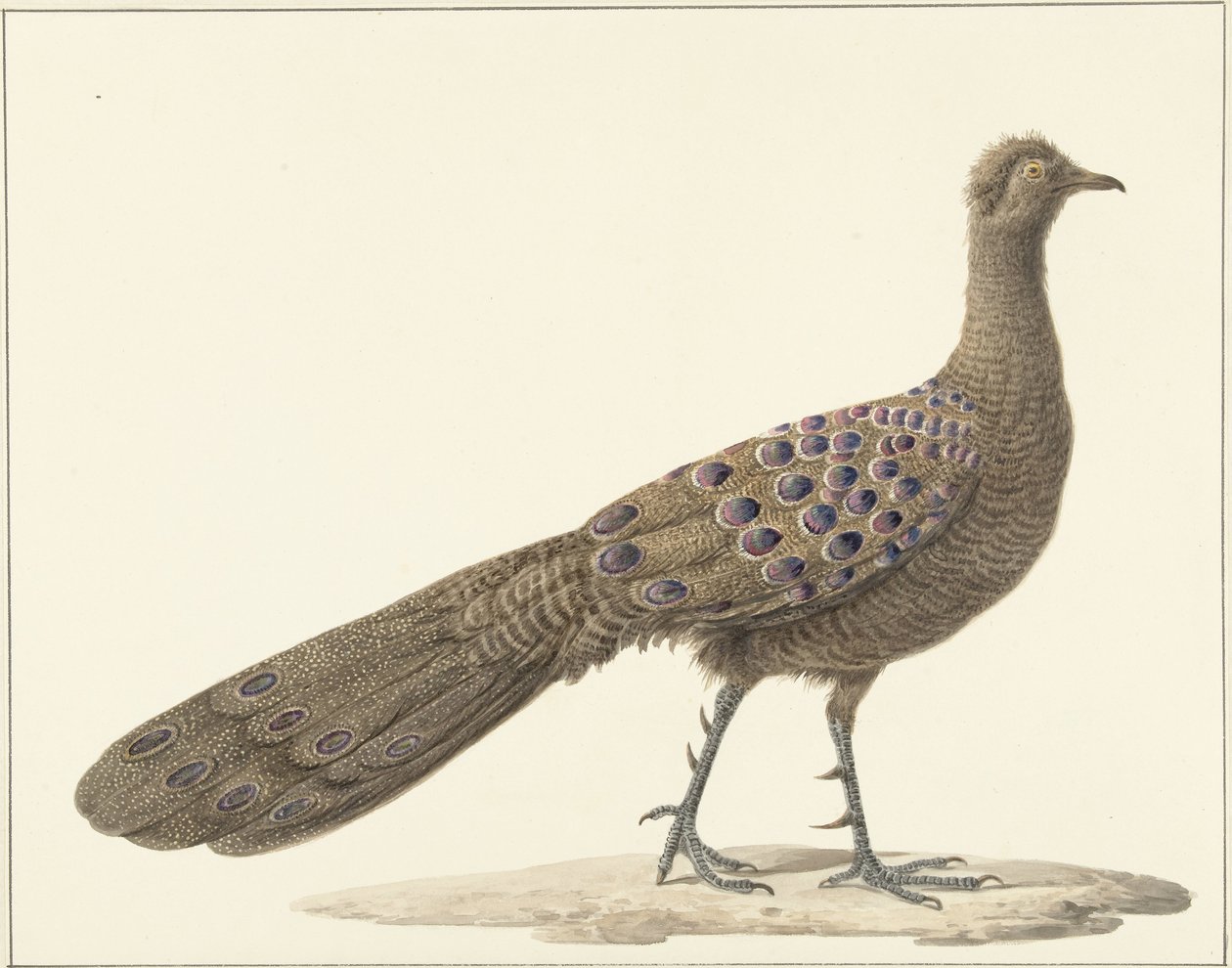 Mirror Peacock by Pieter Pietersz. Barbiers