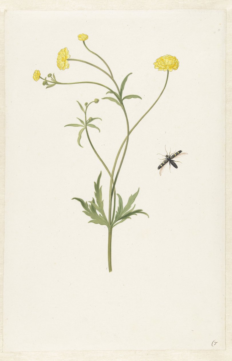 Double Yellow Ranunculus and Insect by Pieter Withoos (possibly)