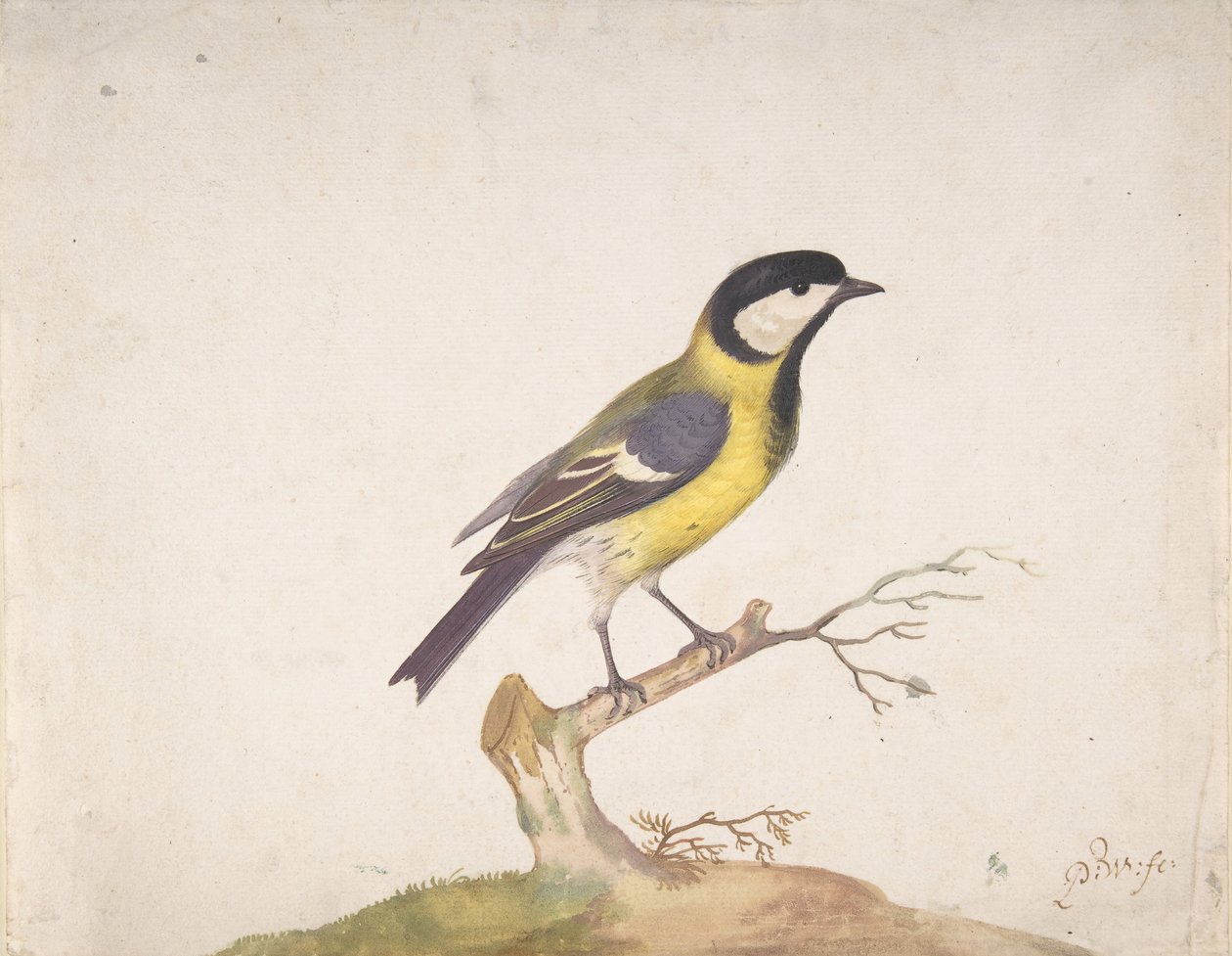 A Great Titmouse Perched on a Branch, 1670-93 by Pieter Withoos