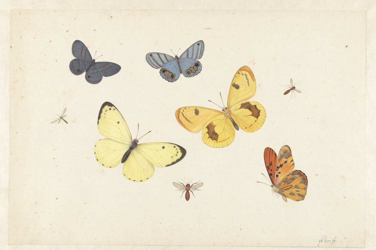 Sheet of Studies with Five Butterflies, a Wasp, and Two Flies by Pieter Withoos