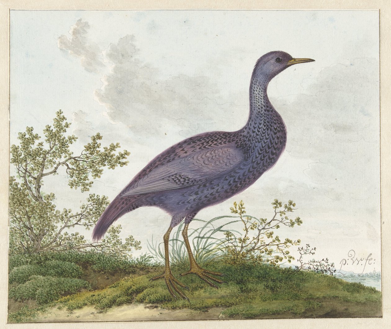 Spotted Crake (Porzana porzana)? by Pieter Withoos