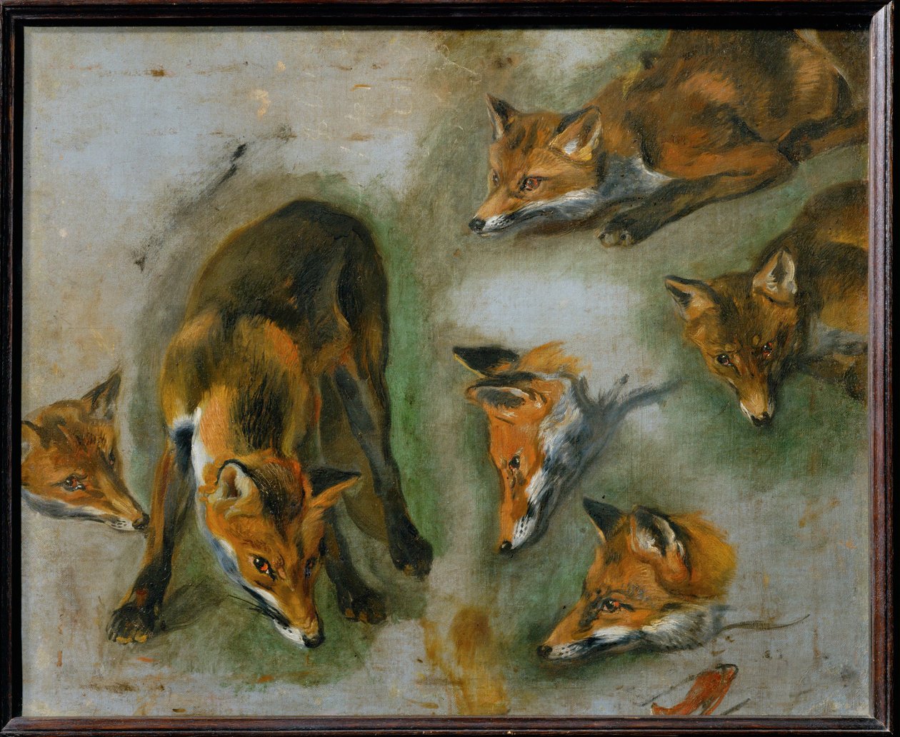 A Fox by Pieter or Peter Boel