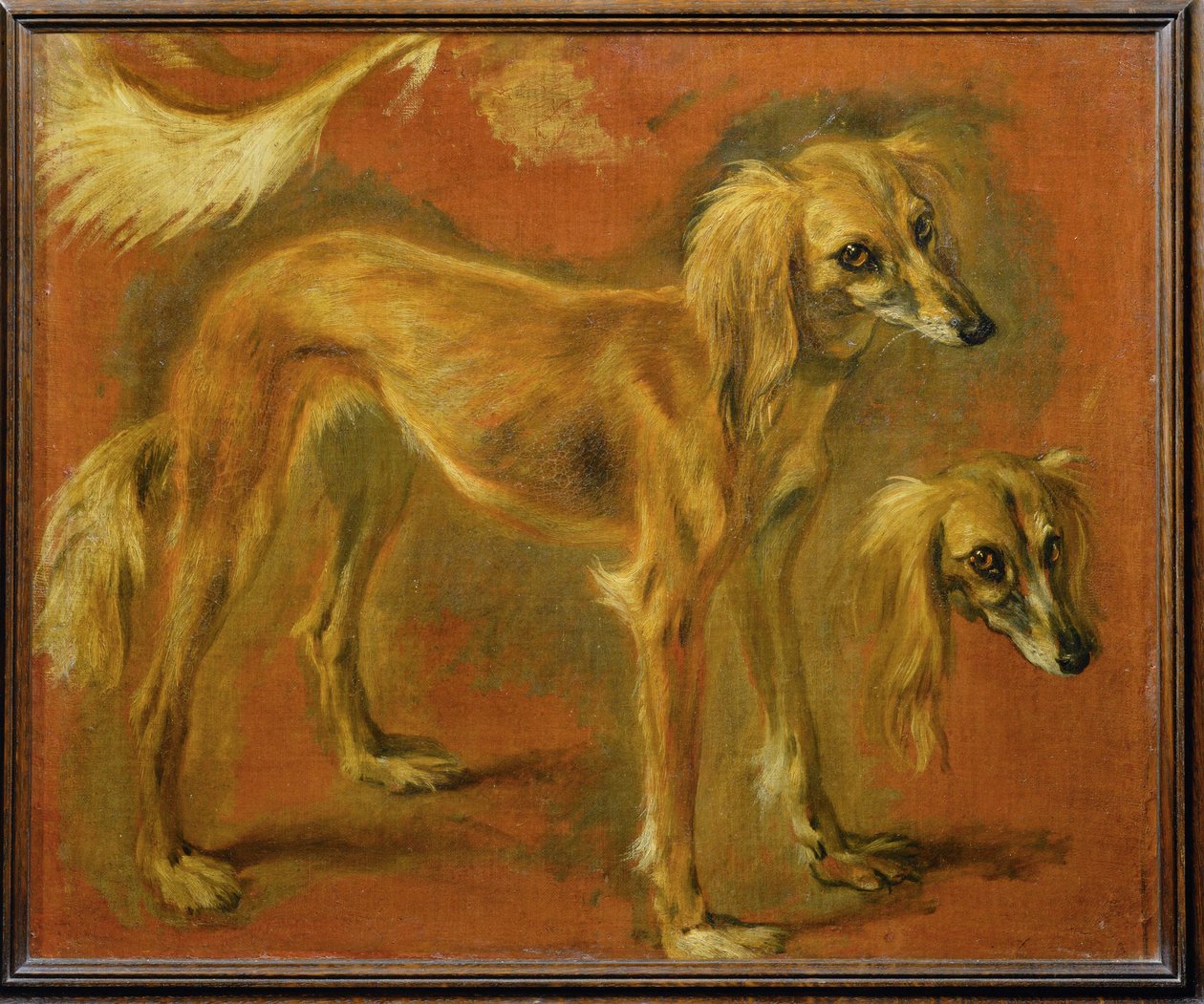 A Greyhound by Pieter or Peter Boel