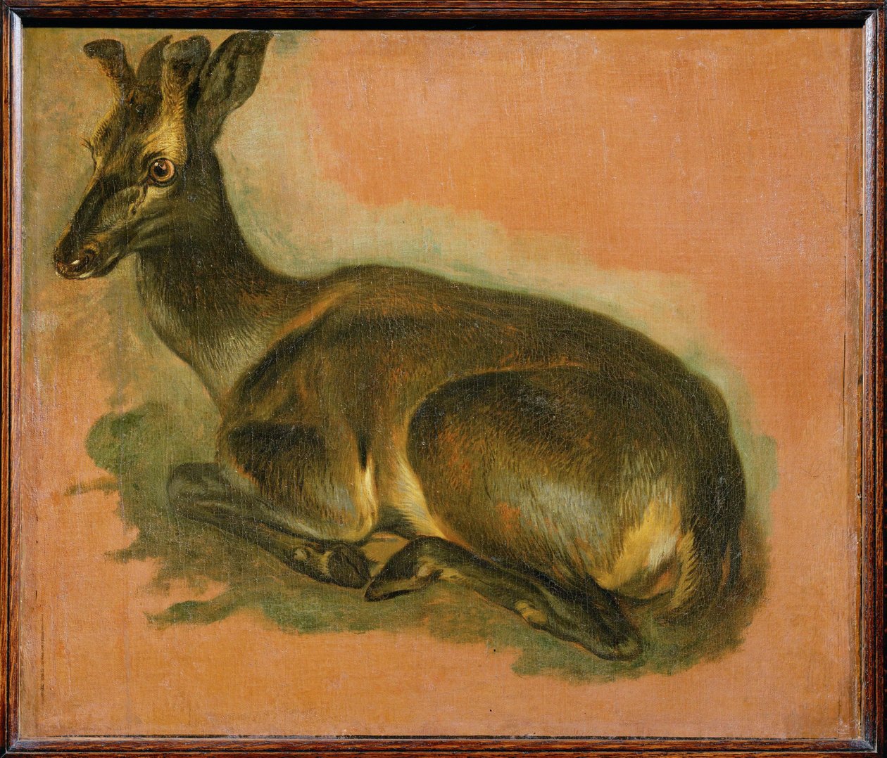 Stag, lying down by Pieter or Peter Boel