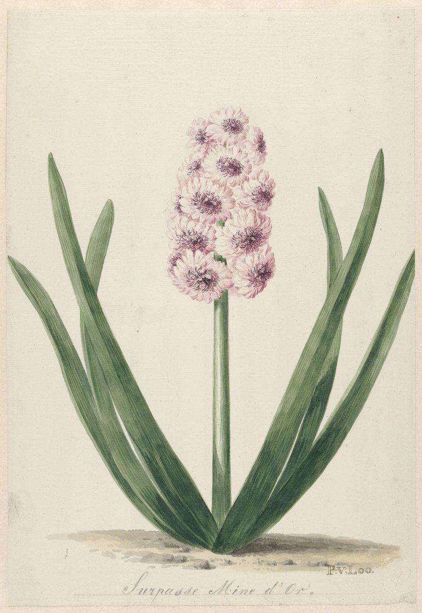 Hyacinth Named Surpasse Mine d