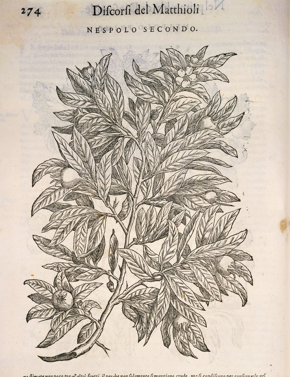 Common Medlar (Mespilus germanica), engraving by Pier Andrea Mattioli by Pietro Andrea Mattioli