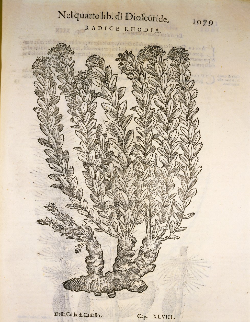 Golden Root or Roseroot (Rhodiola rosea), engraving by Pier Andrea Mattioli by Pietro Andrea Mattioli