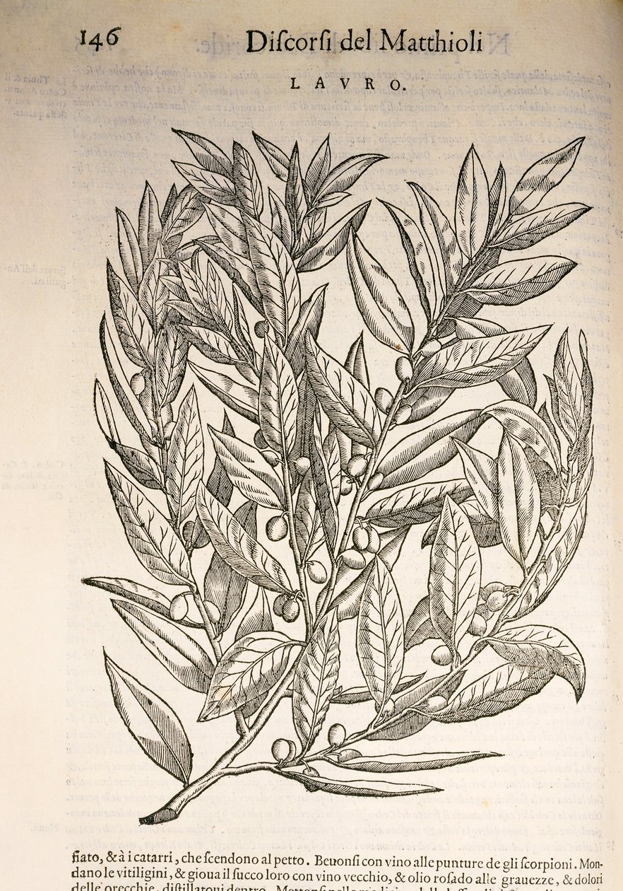 Laurel (Laurus), engraving by Pier Andrea Mattioli by Pietro Andrea Mattioli