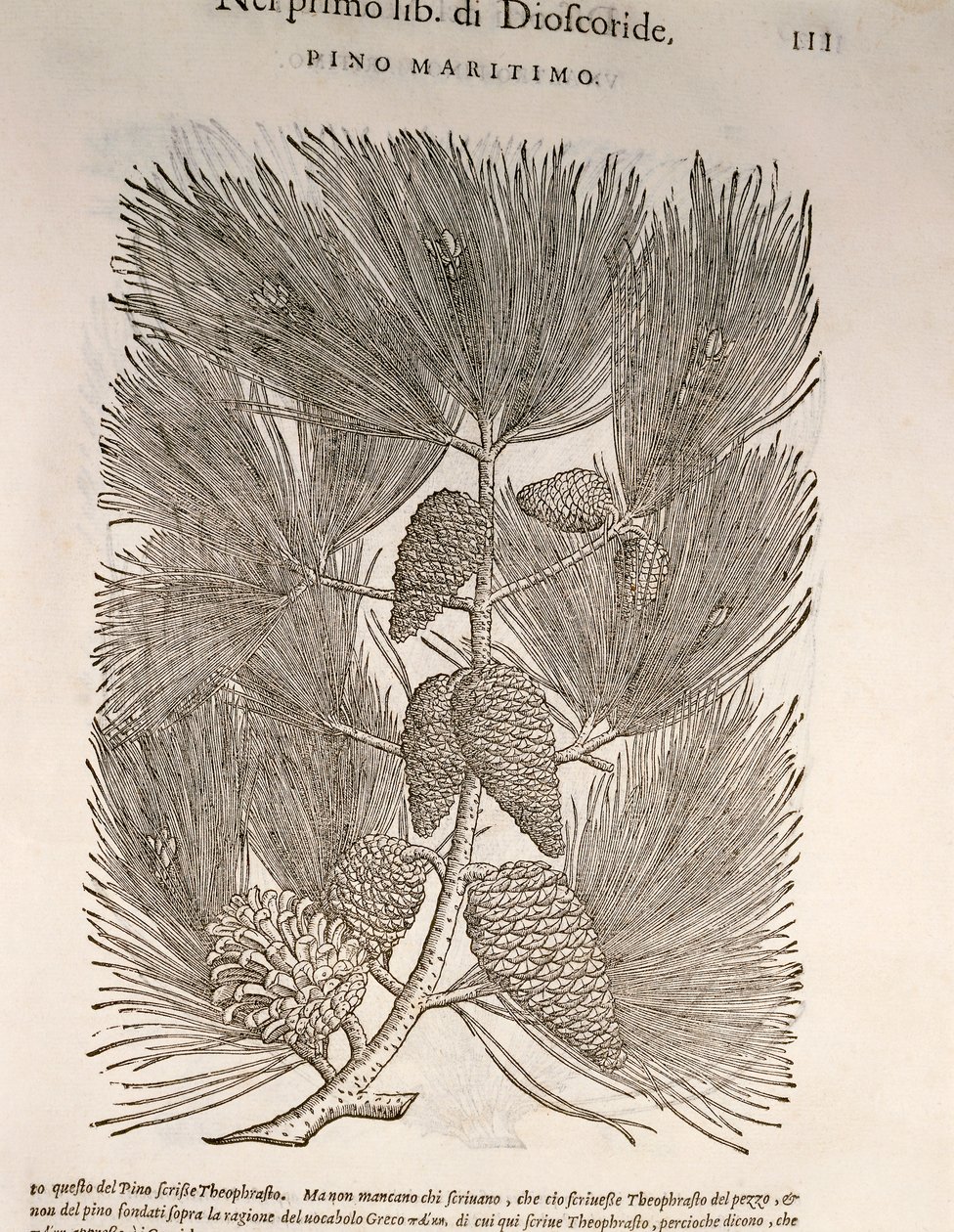 Maritime Pine (Pinus pinaster), engraving by Pier Andrea Mattioli by Pietro Andrea Mattioli
